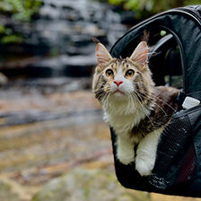 cat in pet carrier